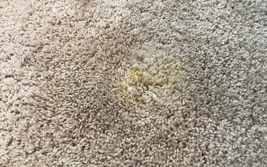 Prescott, AZ: Carpet Repair