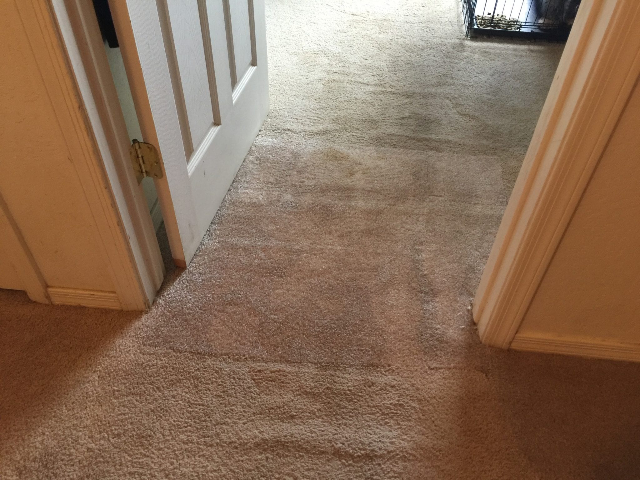 Carpet Cleaning Prescott Az at Travis Summers blog