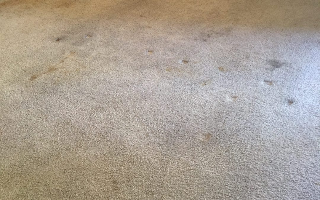Flagstaff, AZ: Carpet Cleaning