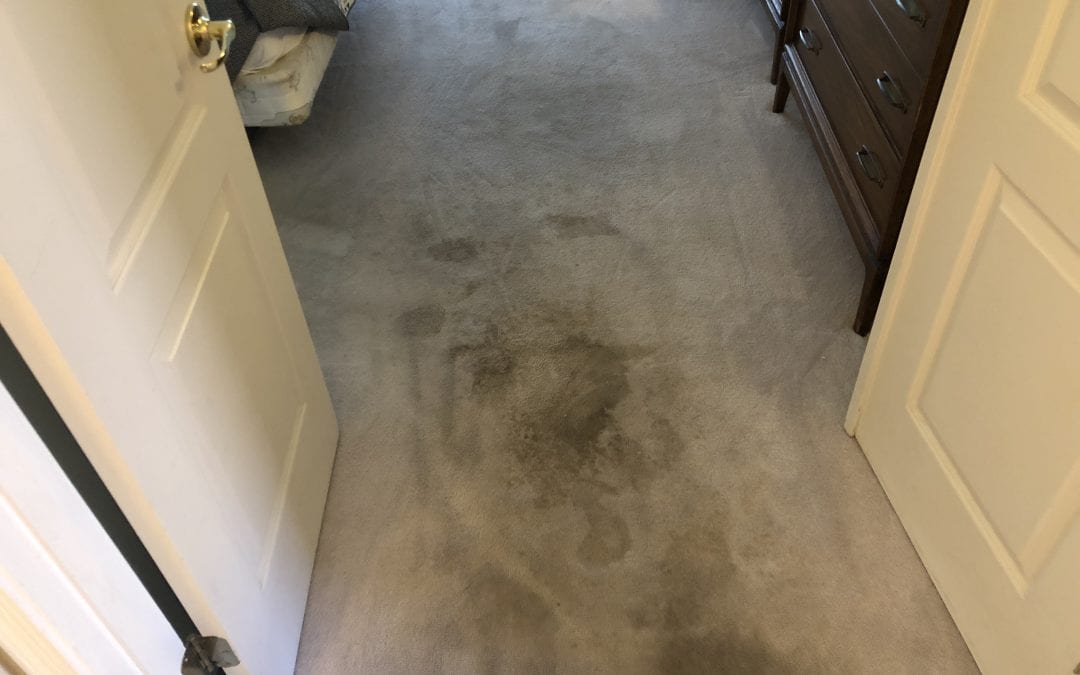 Flagstaff, AZ: Restorative Carpet Scrubbing