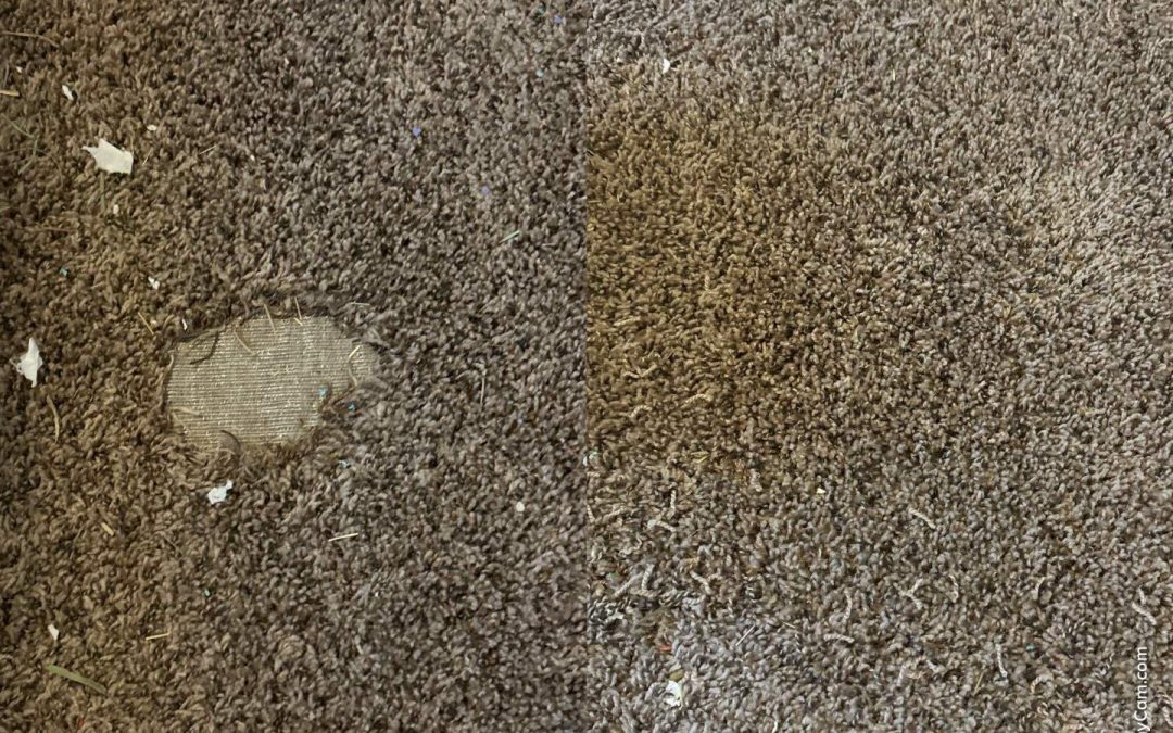 Restoring Beauty and Function: A Carpet Repair Success Story with Northern Arizona Carpet Repair & Cleaning